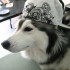 Талли – собака с душой кошки (20 фото) - Туристическая фирма Екатеринбурга | Турфирма в Екатеринбурге