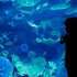 Крупнейший в мире аквариум в ТРЦ Дубай Молл, ОАЭ (28 фото) - Туристическая фирма Екатеринбурга | Турфирма в Екатеринбурге