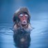 Джигокудани - парк снежных обезьян, Япония (35 фото) - Туристическая фирма Екатеринбурга | Турфирма в Екатеринбурге