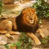 Мужчина прыгнул в вольер со львами в зоопарке Барселоны - Туристическая фирма Екатеринбурга | Турфирма в Екатеринбурге