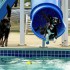 В Испании открылся аквапарк для собак - Туристическая фирма Екатеринбурга | Турфирма в Екатеринбурге