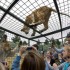 Зоопарк в Крайстчерче предлагает посмотреть на львов из клетки - Туристическая фирма Екатеринбурга | Турфирма в Екатеринбурге