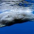 В Южной Америке начинается сезон наблюдения за китами. - Туристическая фирма Екатеринбурга | Турфирма в Екатеринбурге