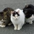 Остров кошек в Японии (фото) - Туристическая фирма Екатеринбурга | Турфирма в Екатеринбурге
